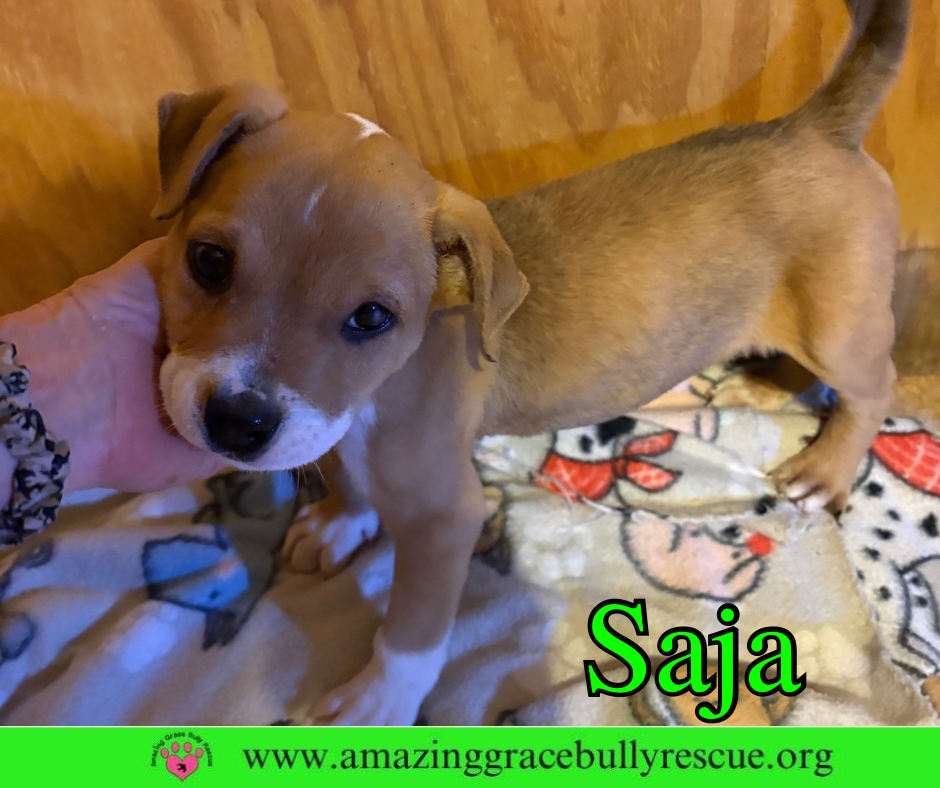 Saja Image