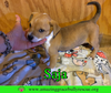 Saja - Photo 2