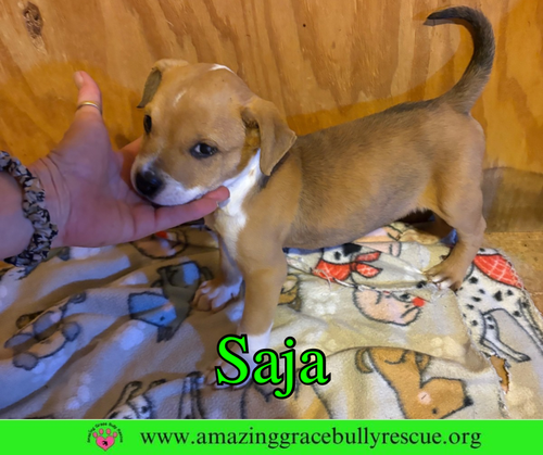 SAJA - Bulldog available for adoption