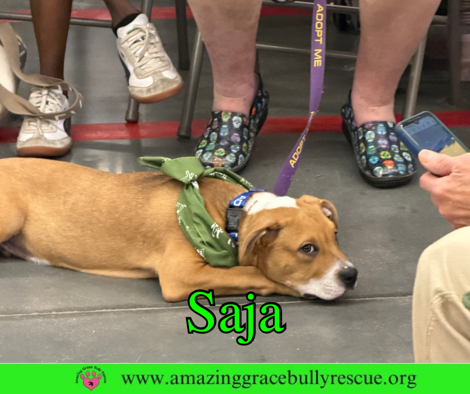 Saja