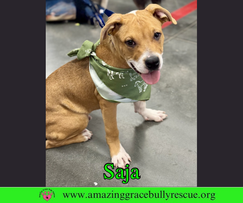 Saja, an adoptable Bulldog in Milton, FL