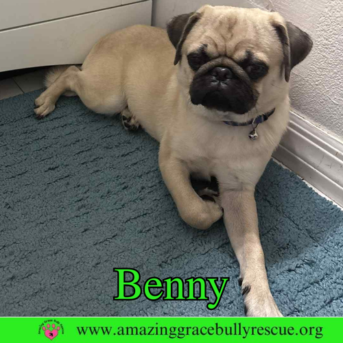 picture of the dog needing adoption