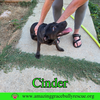 Cinder - Photo 10