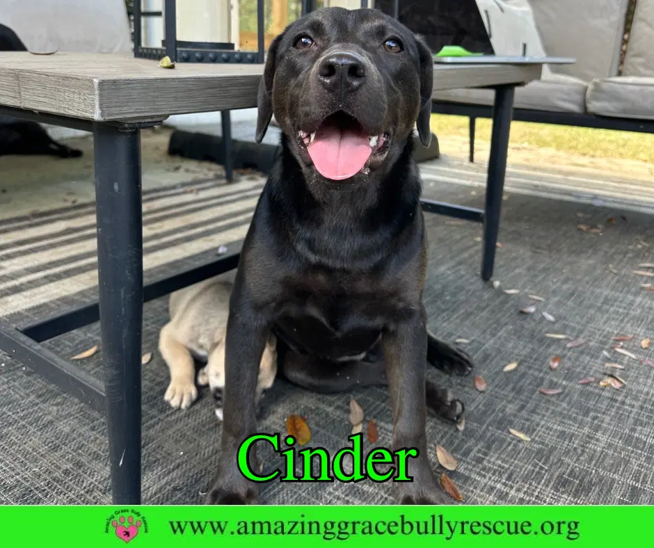 Cinder image 2