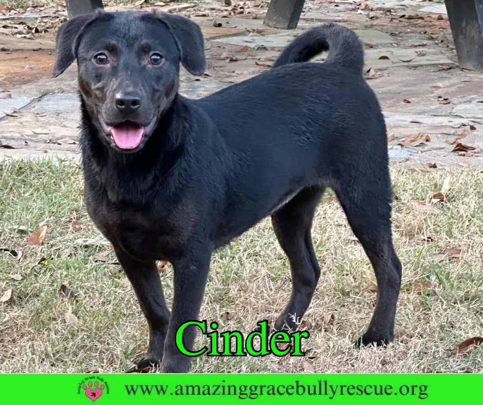 Cinder image 3