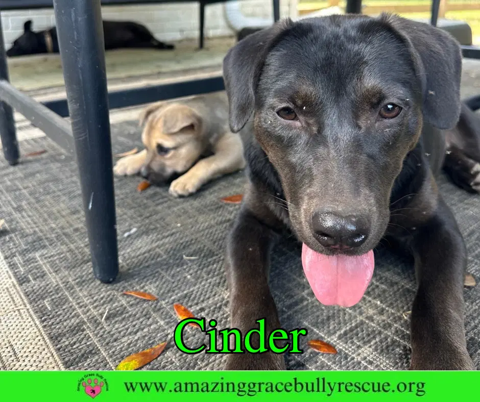 Cinder image 4