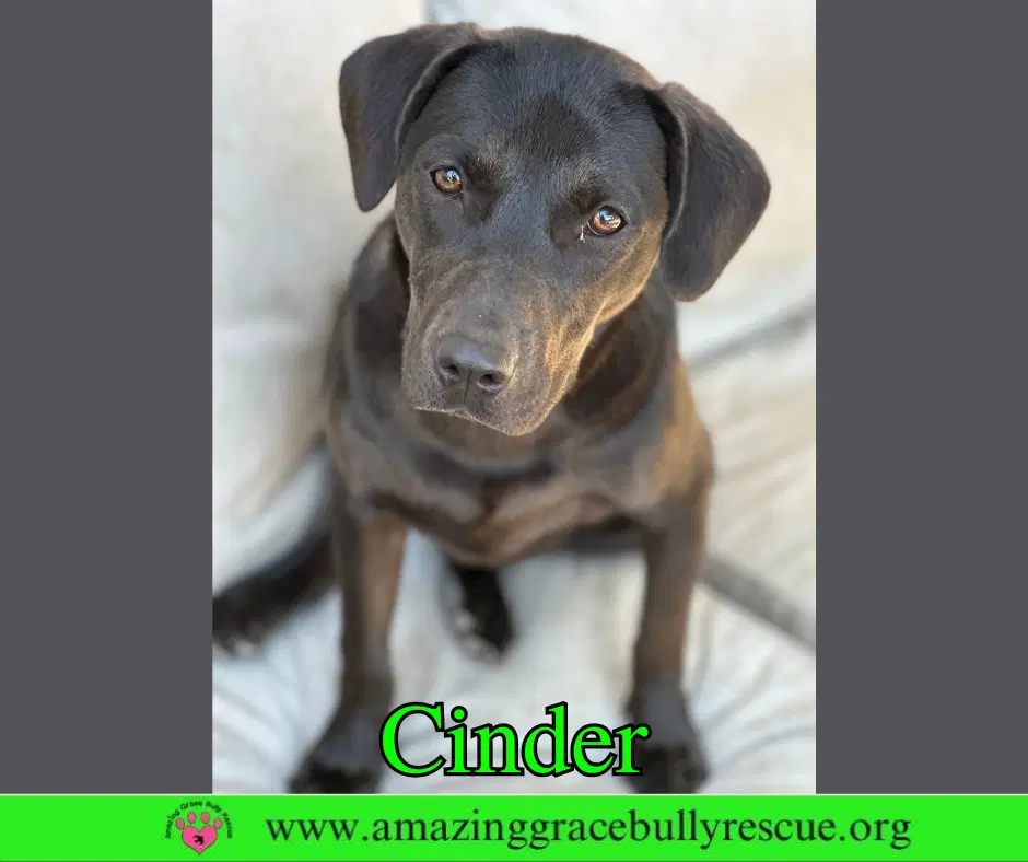 Cinder - Labrador Retriever