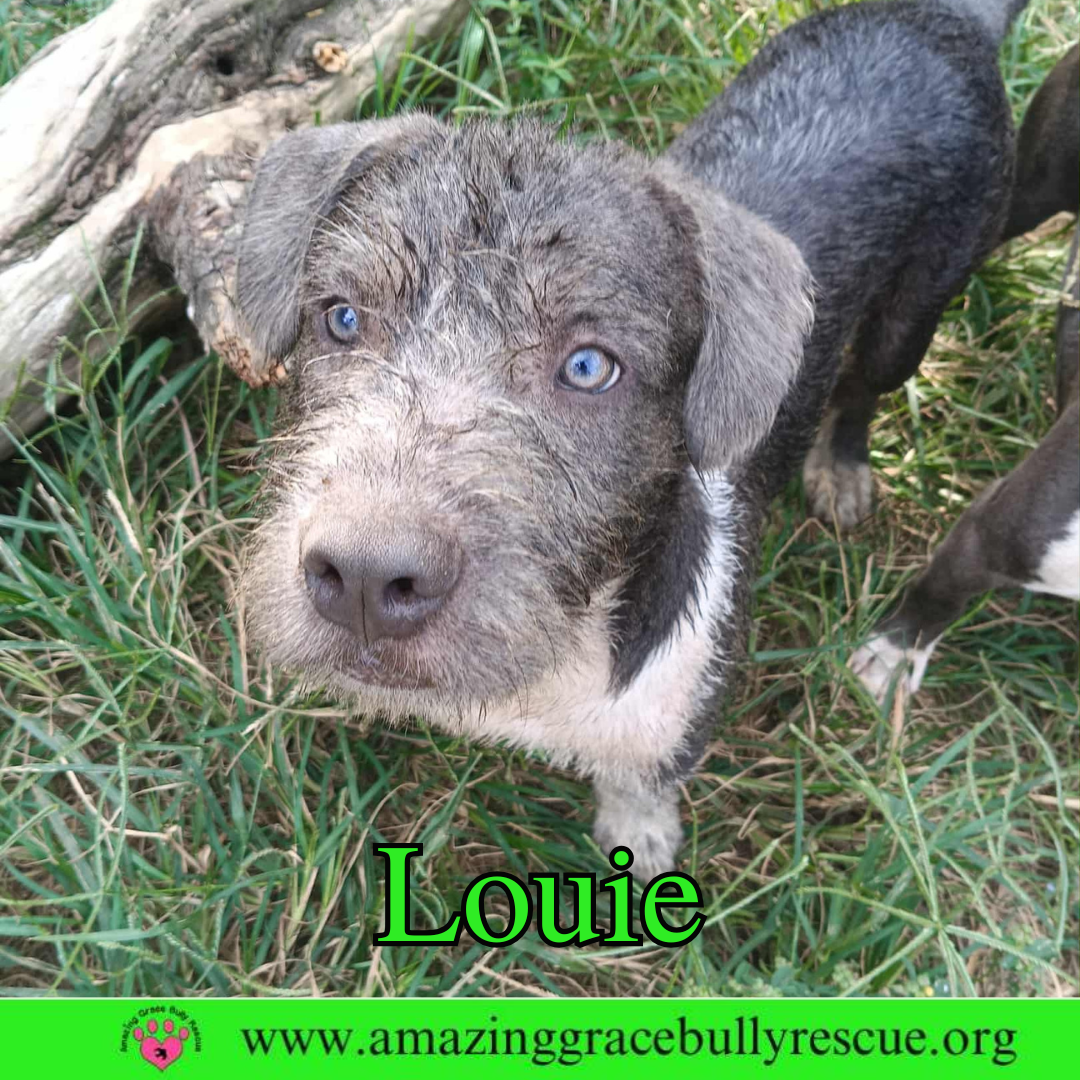 Louie Image