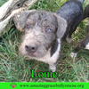 Louie - Photo 1