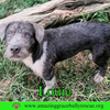 Louie - Photo 2
