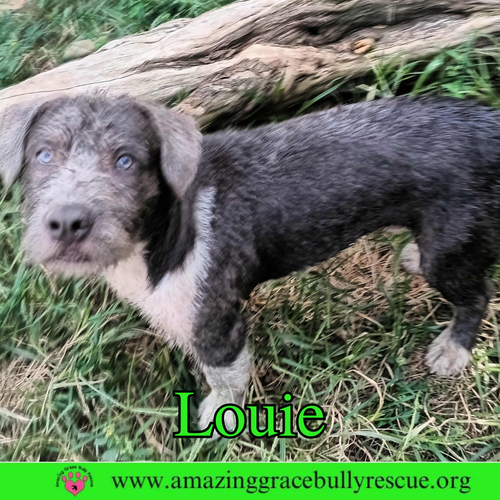 LOUIE - Terrier / American Bulldog available for adoption