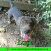 Louie - Photo 4