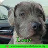 Louie - Photo 5