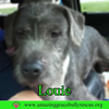 Louie - Photo 6