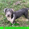 Louie - Photo 7