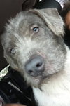Louie - Photo 9