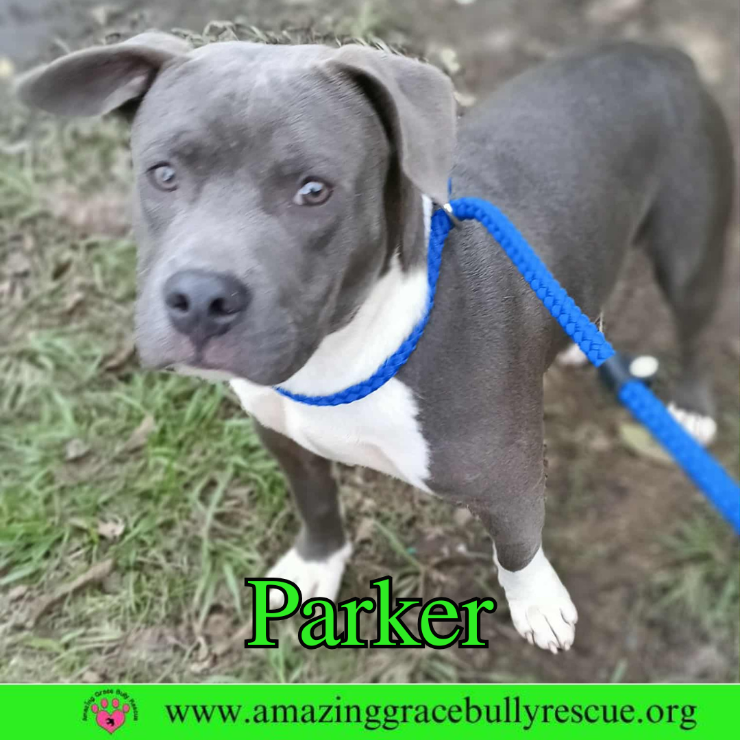 Parker Image