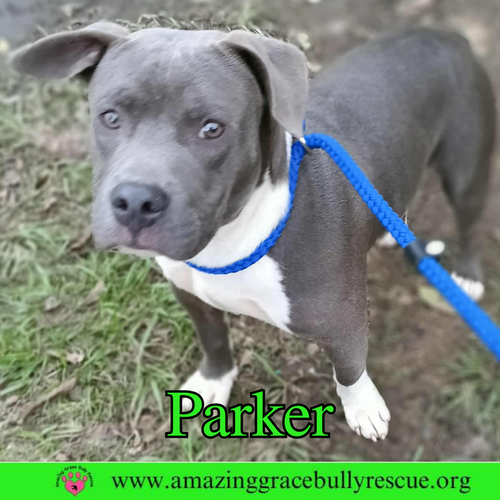 PARKER - American Bulldog available for adoption