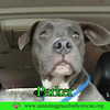 Parker - Photo 2