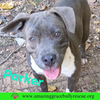 Parker - Photo 3