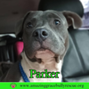 Parker - Photo 4