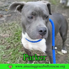 Parker - Photo 5