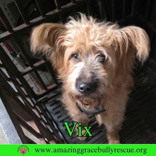 VIX - Chow Chow / Poodle (Standard) available for adoption
