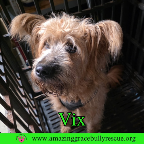 VIX - Chow Chow / Poodle (Standard) available for adoption