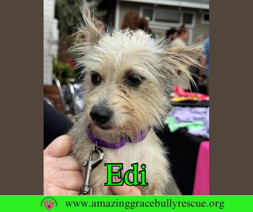 picture of the dog needing adoption