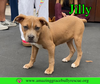 Jilly - Photo 16