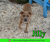 Jilly - Photo 12