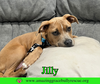 Jilly - Photo 9