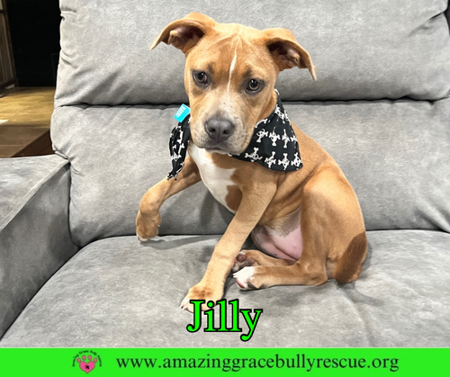 picture of the dog needing adoption