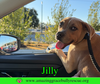 Jilly - Photo 1