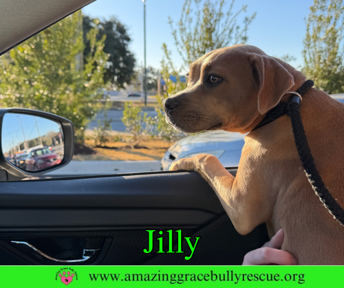JILLY - American Pit Bull Terrier available for adoption