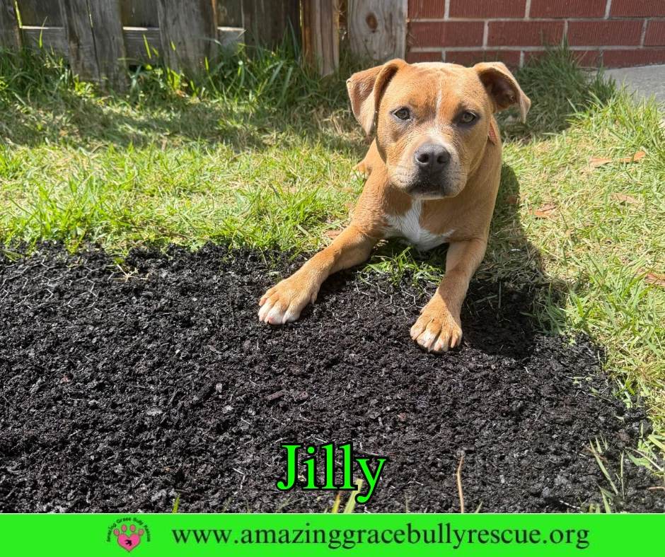 Jilly