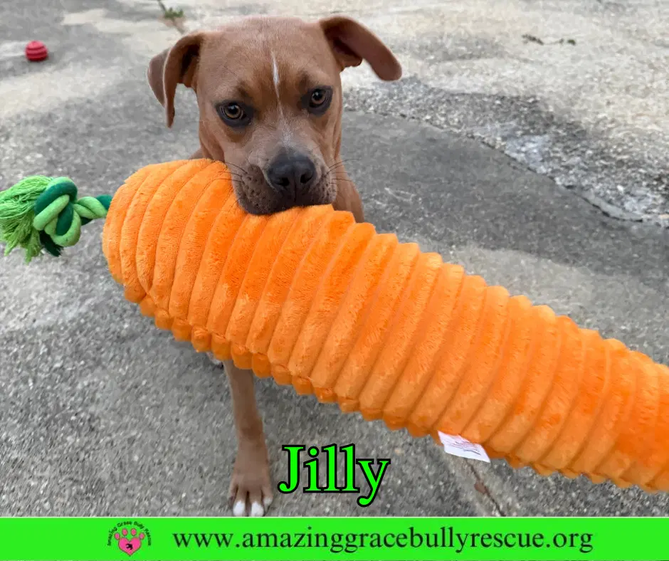 Jilly image 3