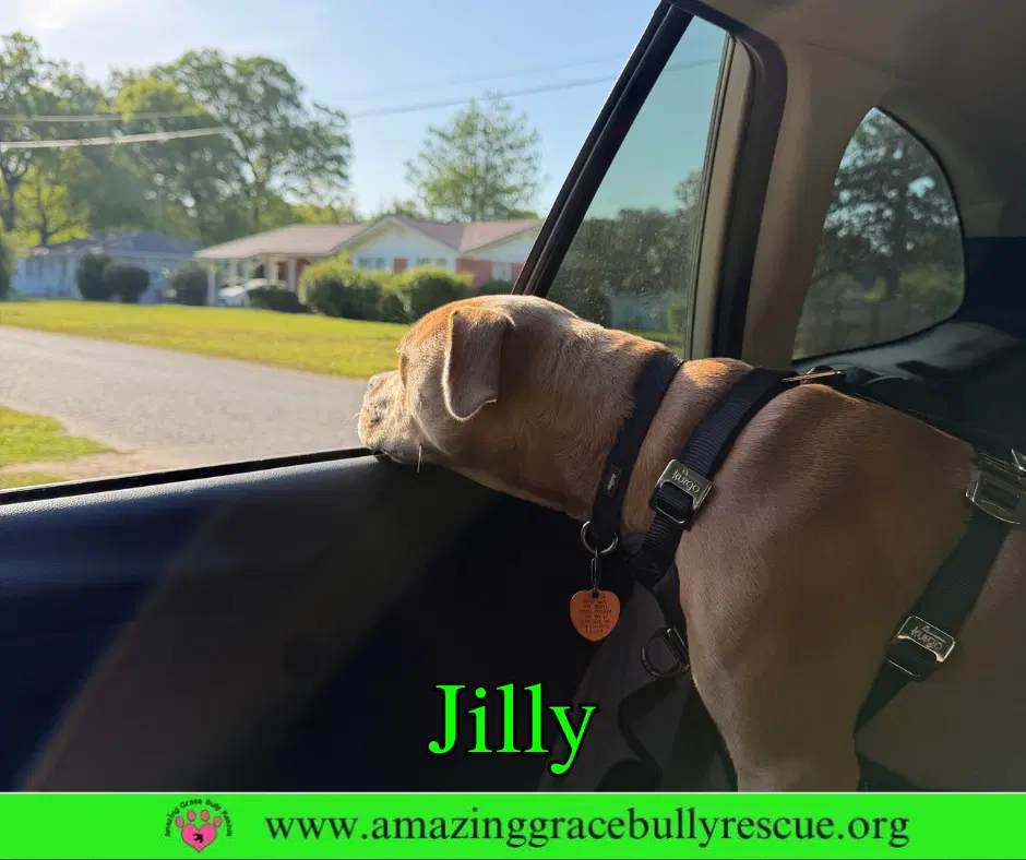 Jilly image 4