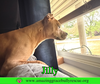 Jilly