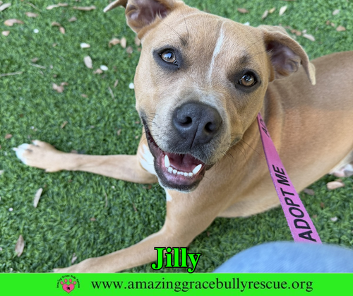 Jilly, an adoptable dog