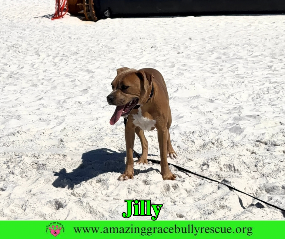 Jilly, photo 7