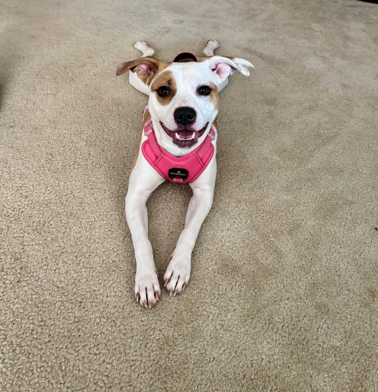 Roxy Image