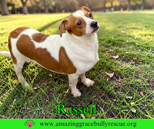 Russell, an adoptable Jack Russell Terrier in Milton, FL