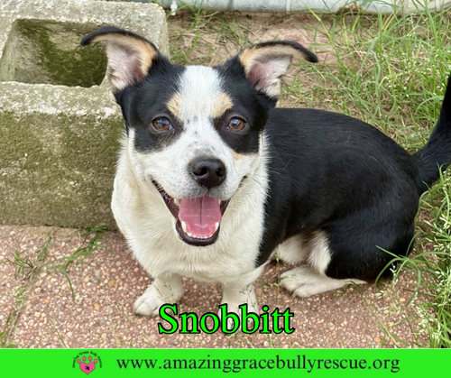 Snobbitt, an adoptable Jack Russell Terrier in Milton, FL