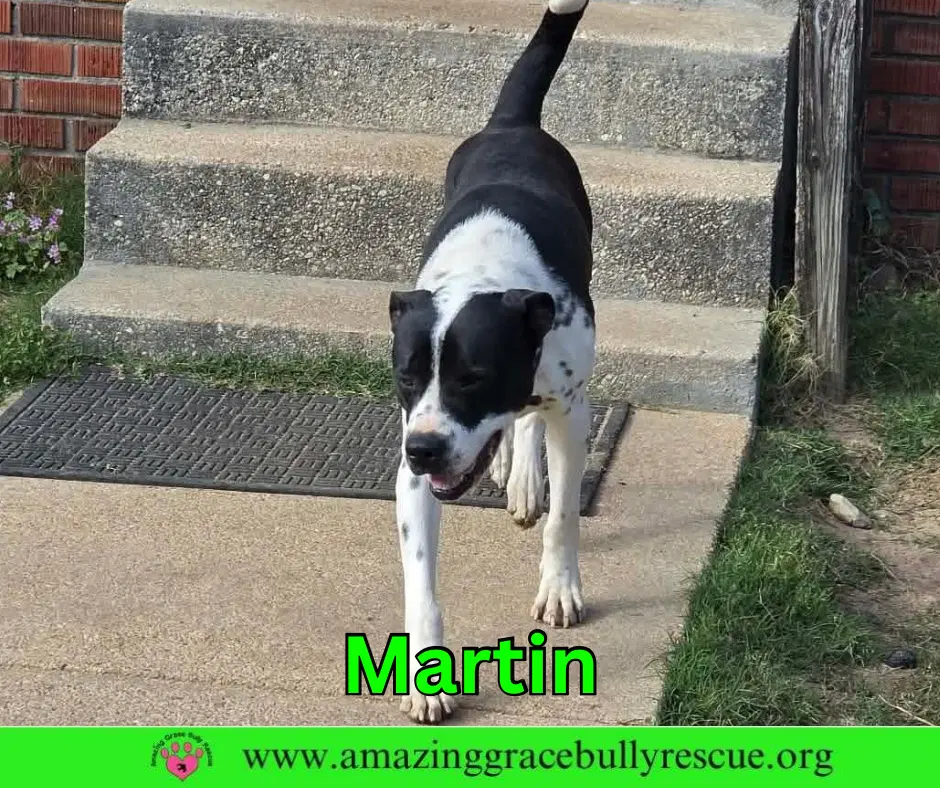 Martin image 3