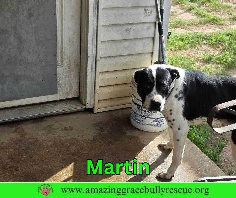 Martin image 4