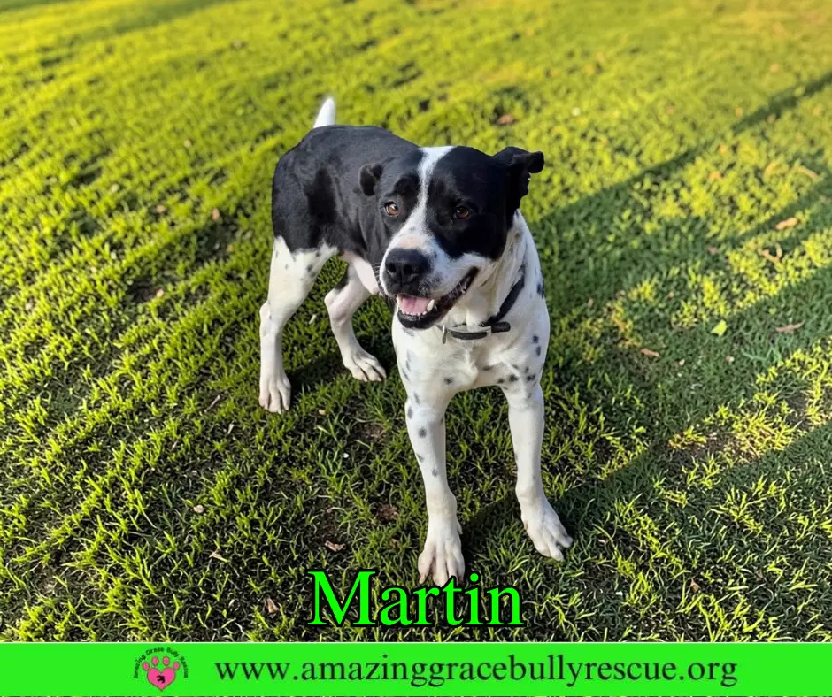 Martin - Pointer