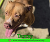 Tammy