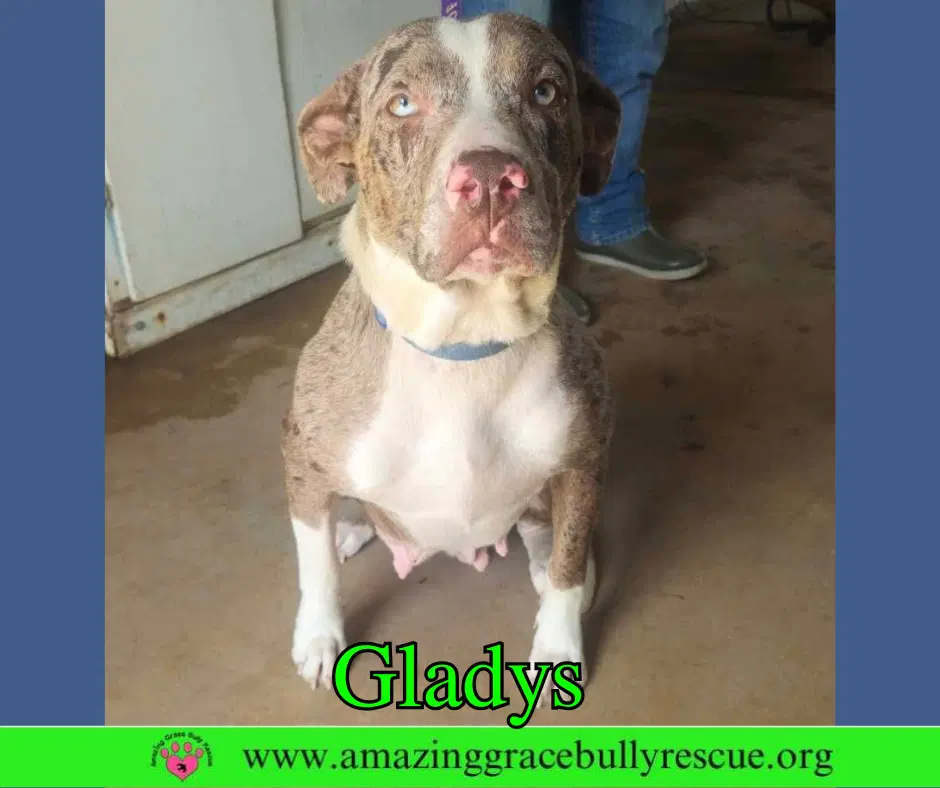 Gladys - Black Mouth Cur
