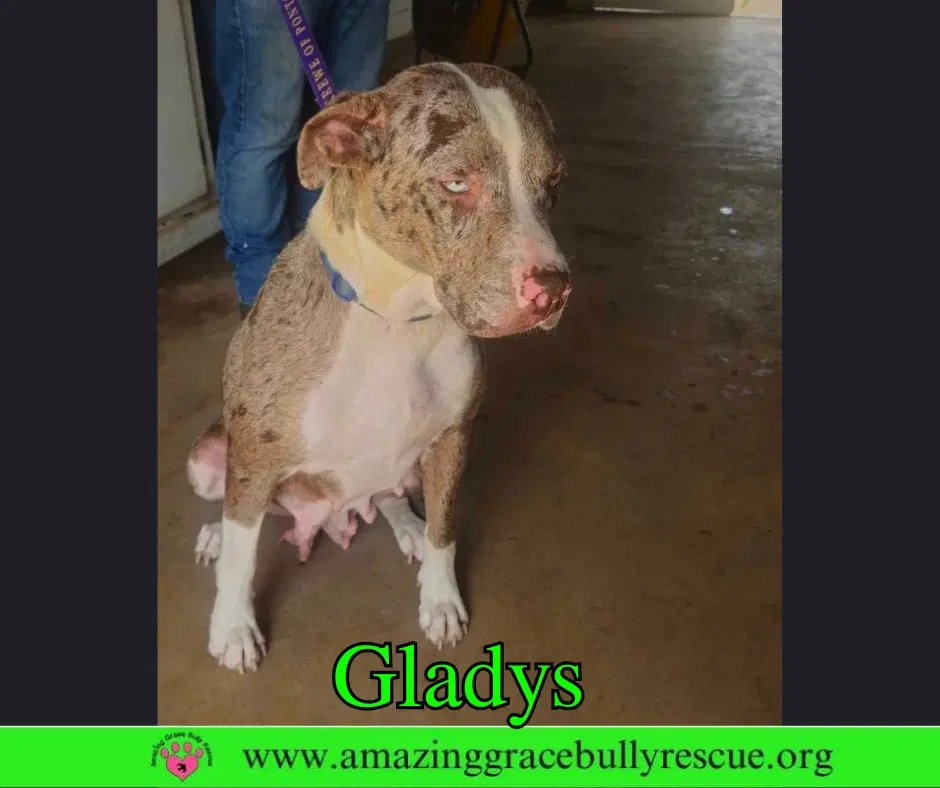 Gladys image 3